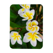 Plumeria bloemen close-up Hawaii Magneet (Verticaal)