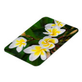 Plumeria bloemen close-up Hawaii Magneet (Linkerzijde)