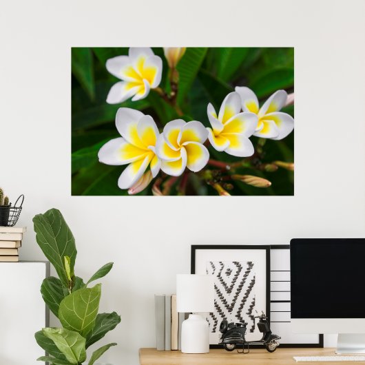 Plumeria bloemen close-up Hawaii Poster (Thuiskantoor)