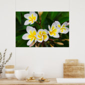 Plumeria bloemen close-up Hawaii Poster (Keuken)