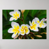 Plumeria bloemen close-up Hawaii Poster (Voorkant)