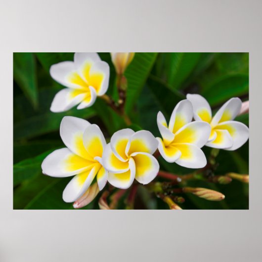 Plumeria bloemen close-up Hawaii Poster (Voorkant)