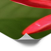 Plumeria bloemen foto met Khalil Gibran citaat Poster (Hoek)