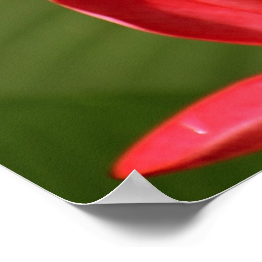 Plumeria bloemen foto met Khalil Gibran citaat Poster (Hoek)