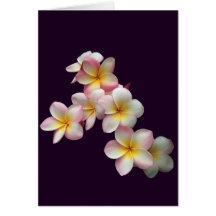 Plumeria-bloesems op donker paars