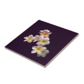Plumeria-bloesems op donker paars tegeltje (Zijkant)