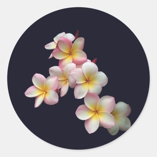 Plumeria blossom op donkerblauw ronde sticker (Voorkant)