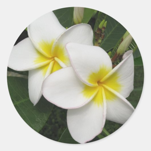 Plumeria Blossom Ronde Sticker (Voorkant)