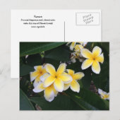 Plumeria Briefkaart (Voorkant / Achterkant)