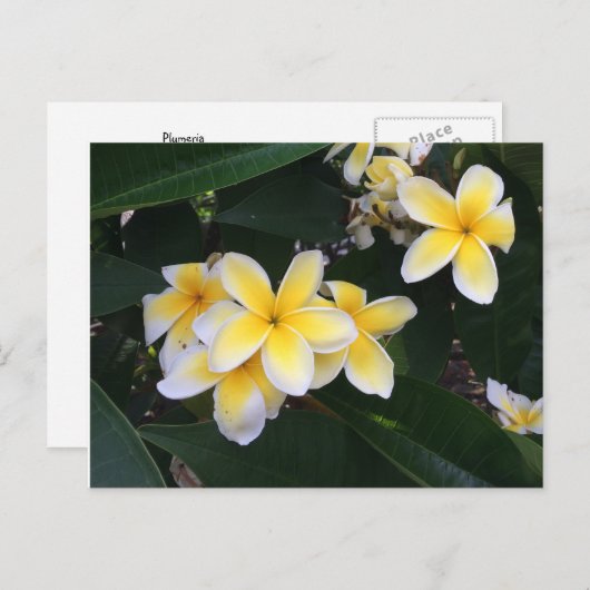 Plumeria Briefkaart (Voorkant / Achterkant)