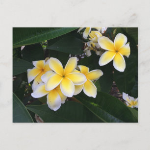 Plumeria Briefkaart