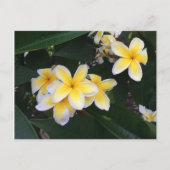 Plumeria Briefkaart (Voorkant)