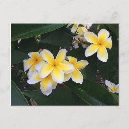 Plumeria Briefkaart