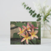 Plumeria Briefkaart (Staand voorkant)