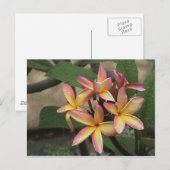 Plumeria Briefkaart (Voorkant / Achterkant)