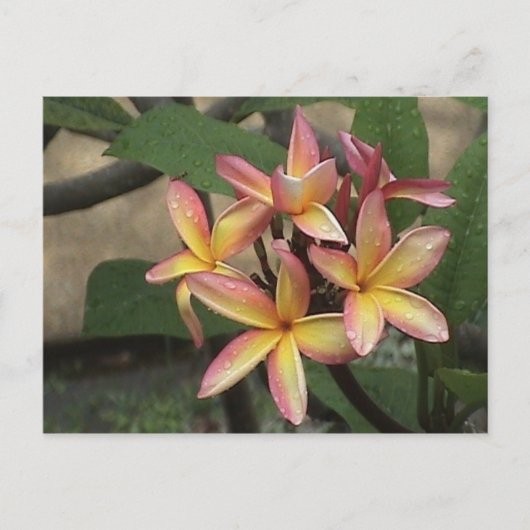 Plumeria Briefkaart (Voorkant)