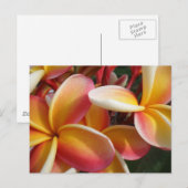 plumeria briefkaart (Voorkant / Achterkant)