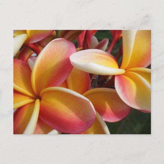 plumeria briefkaart (Voorkant)