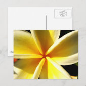 plumeria briefkaart (Voorkant / Achterkant)