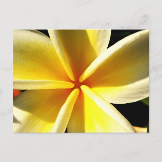 plumeria briefkaart (Voorkant)