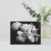 Plumeria briefkaart... briefkaart (Staand voorkant)