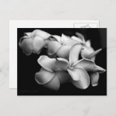 Plumeria briefkaart... briefkaart (Voorkant / Achterkant)