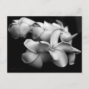 Plumeria briefkaart... briefkaart