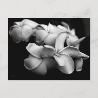 Plumeria briefkaart... briefkaart