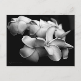 Plumeria briefkaart... briefkaart