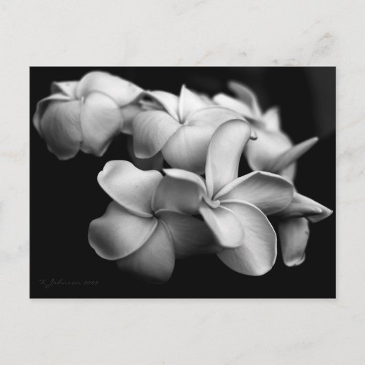 Plumeria briefkaart... briefkaart (Voorkant)