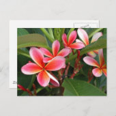 Plumeria-Briefkaart Briefkaart (Voorkant / Achterkant)