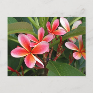 Plumeria-Briefkaart Briefkaart
