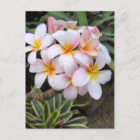 Plumeria (Briefkaart)