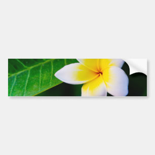 plumeria bumpersticker