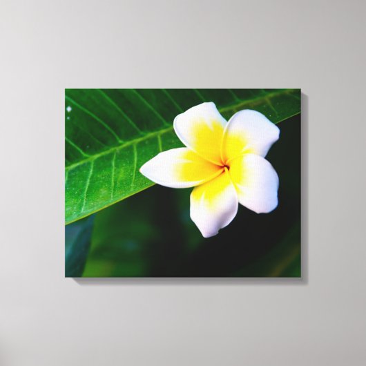 plumeria canvas afdruk (Voorkant)