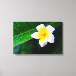 plumeria canvas afdruk