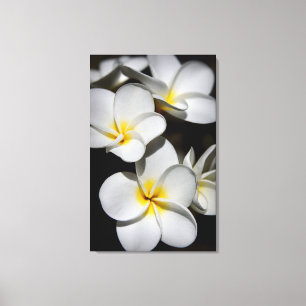 Plumeria Canvas Afdruk