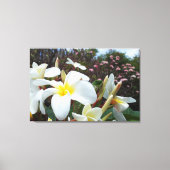 Plumeria Canvas Print 1 (Voorkant)
