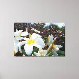 Plumeria Canvas Print 1