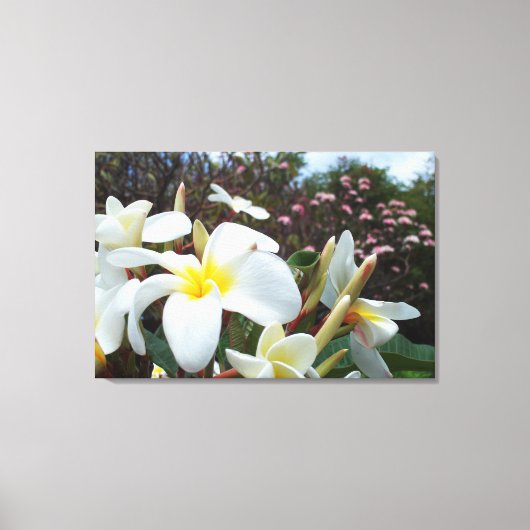 Plumeria Canvas Print 1 (Voorkant)
