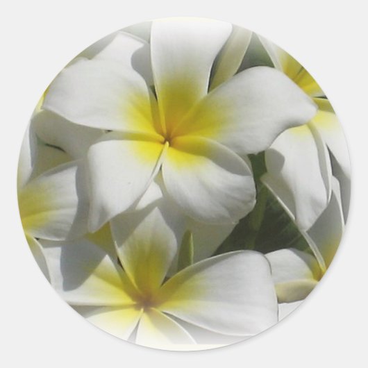 Plumeria Celedine Tropical Flowers Sticker (Voorkant)