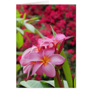 Plumeria en Bougainvillea