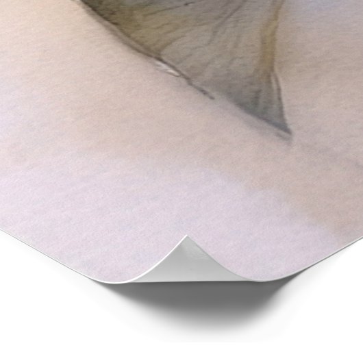 Plumeria en Shell Ginger Poster (Hoek)