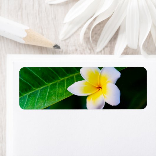 plumeria etiket (Insitu)