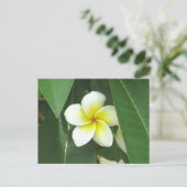Plumeria Extreme Briefkaart (Staand voorkant)