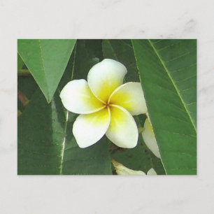 Plumeria Extreme Briefkaart