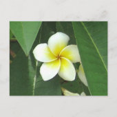 Plumeria Extreme Briefkaart (Voorkant)