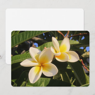 Plumeria Feestdagenkaart