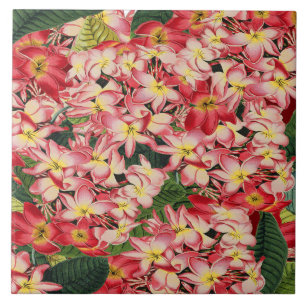 Plumeria Floral Garden Tropical Flower Tile Tegeltje