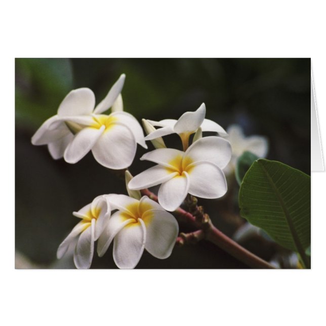 Plumeria Flower (Voorkant Horizontaal)